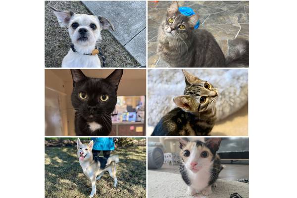 Will County Pets of the Week: March 23, 2026