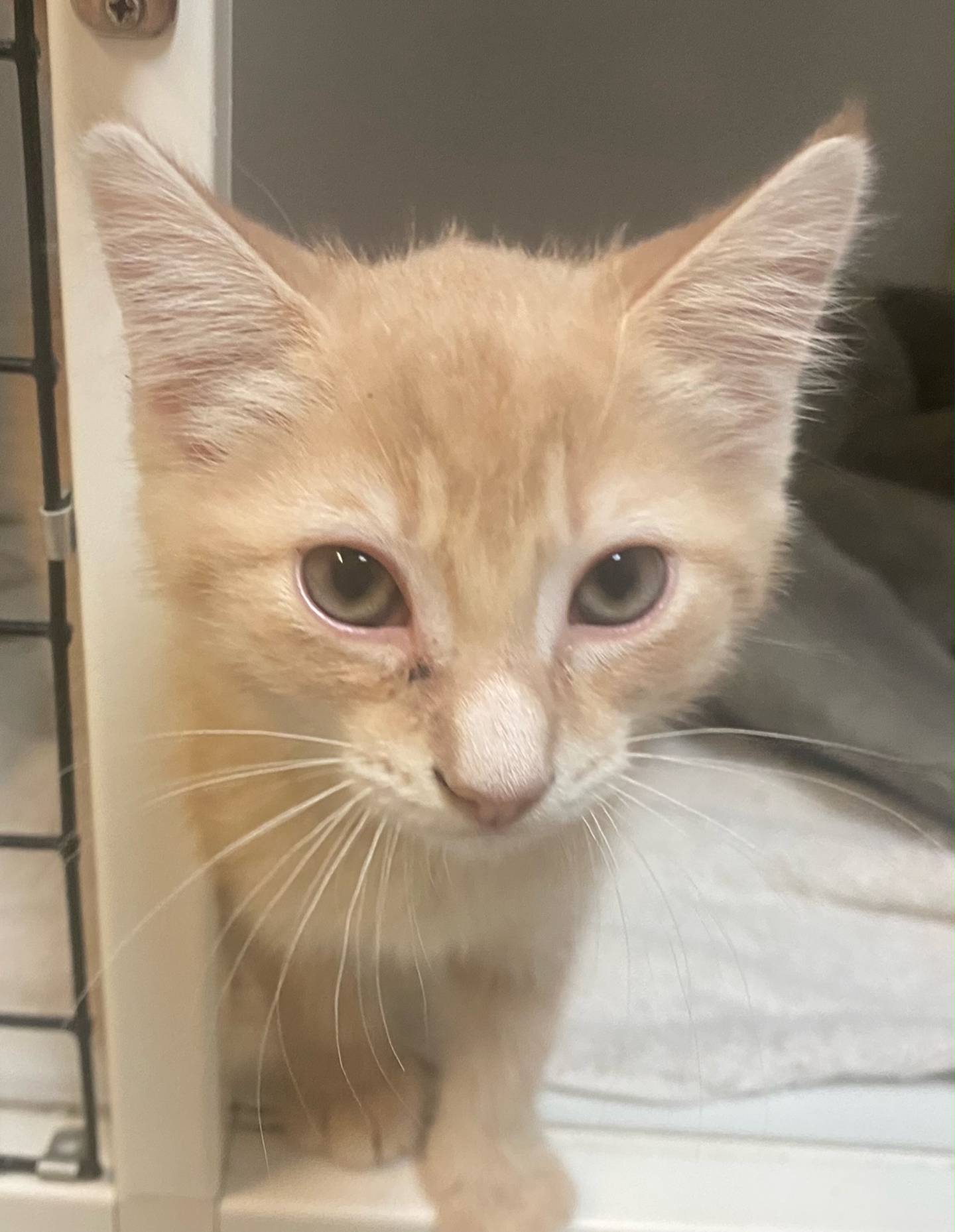 Nougat is a 3-month-old domestic shorthair. He is very outgoing and curious. Nougat is shy at first but, will come around on his own time. For more information on Nougat, including adoption fees please visit justanimals.org or call 815-448-2510.