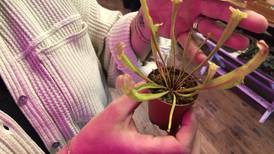 DeKalb library to hold sustainability swap Sept. 4