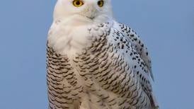 Photos: Snowy owl sightings in McHenry County