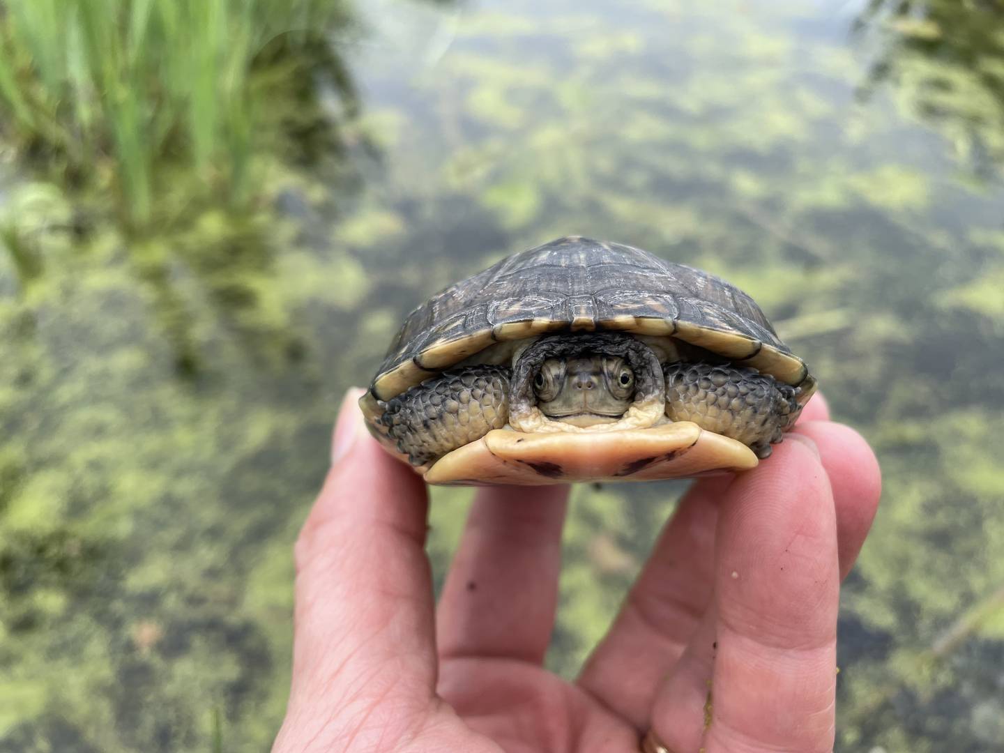 The McHenry County Conservation District has been involved in a Blanding's turtle head-start program for 30 years to help expand the species' population.