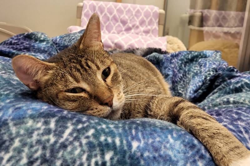 Sneezy is Save-A-Pet's pet of the week for Nov. 13, 2025.