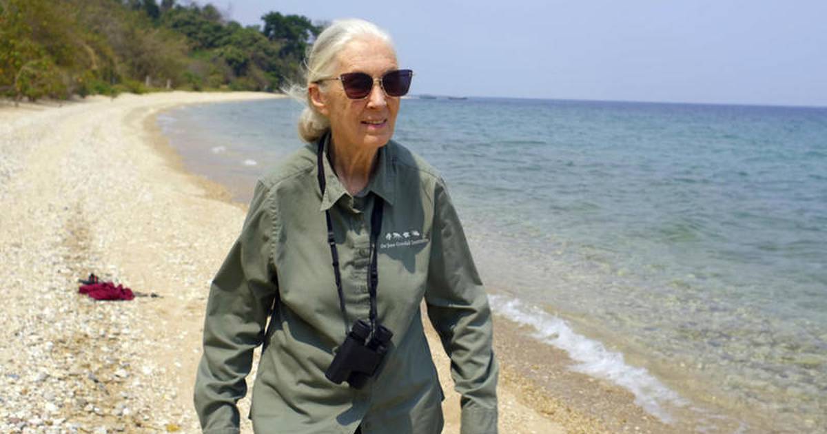 ‘Will echo for generations’ – Local conservationists reflect on Jane Goodall’s trailblazing legacy