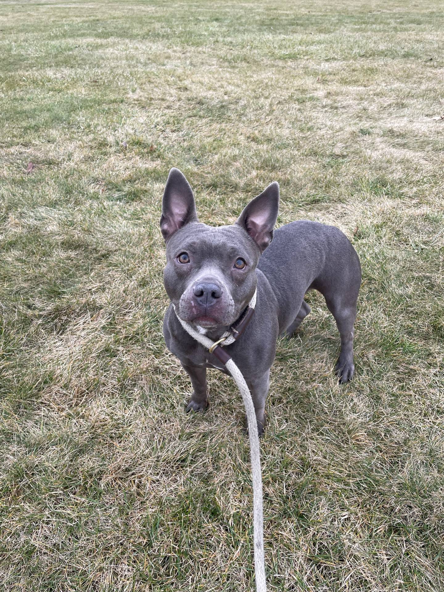 Wiggles is a 3-year-old terrier, who was recently relinquished through no fault of her own. It is suspected she wasn’t treated so nicely because she is very afraid of men. Wiggles needs a kind patient family to let her know she can trust people again. She would do best as the only animal in the home. To meet Wiggles, email Dogadoption@nawsus.org. Visit nawsus.org.