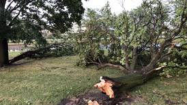 Photos: Storm wallops McHenry County, downs trees 