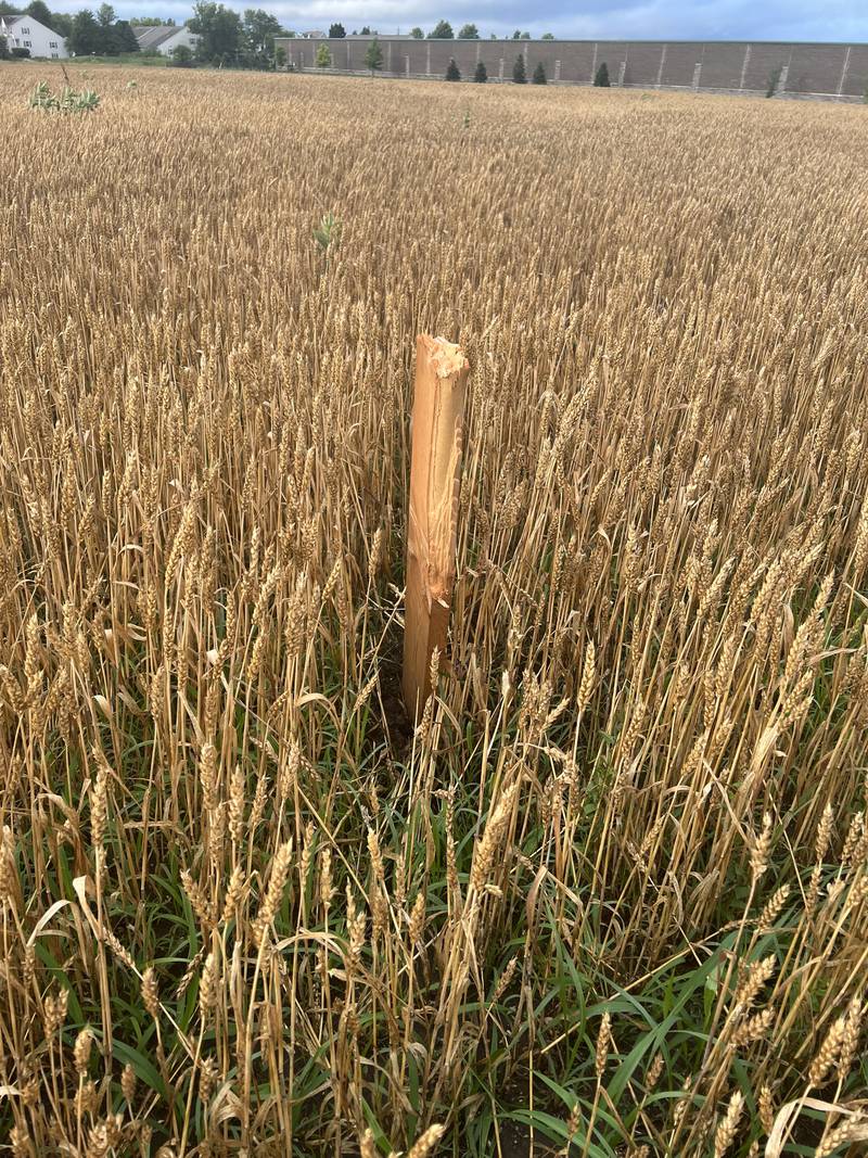 A large chunk of wood was driven into the ground in a Huntley field during severe weather that ripped through the area on Wednesday, July 12, 2023. The National Weather Service on Thursday confirmed that an EF-1 tornado touched down in Huntley during the storm.