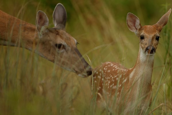 Kendall County Forest Preserve District examining fatal deer disease at Saturday workshop