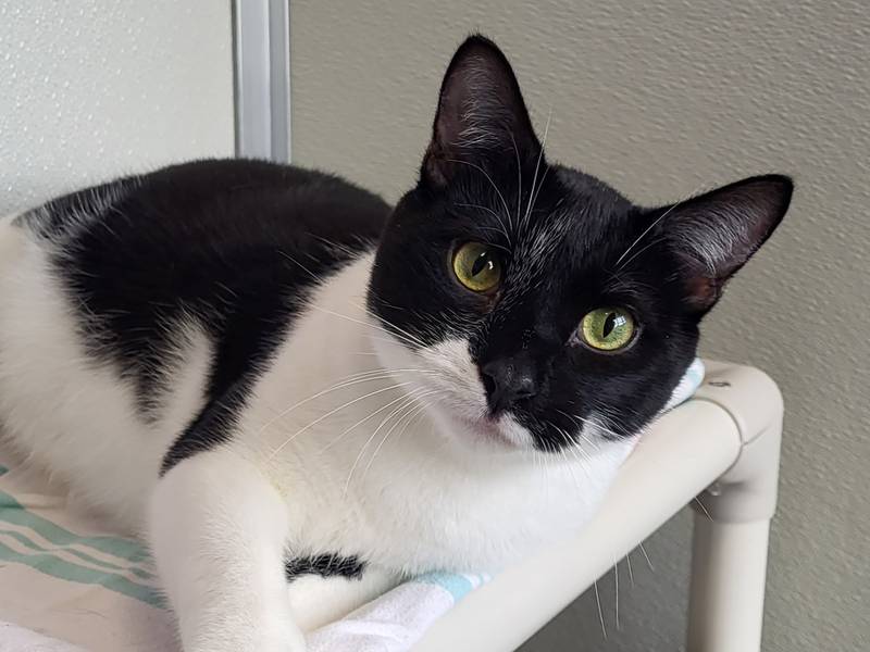 Gatsby is Save-A-Pet's pet of the week for Nov. 9, 2023.