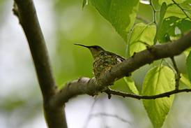 Plan a spring break staycation at Will County forest preserves