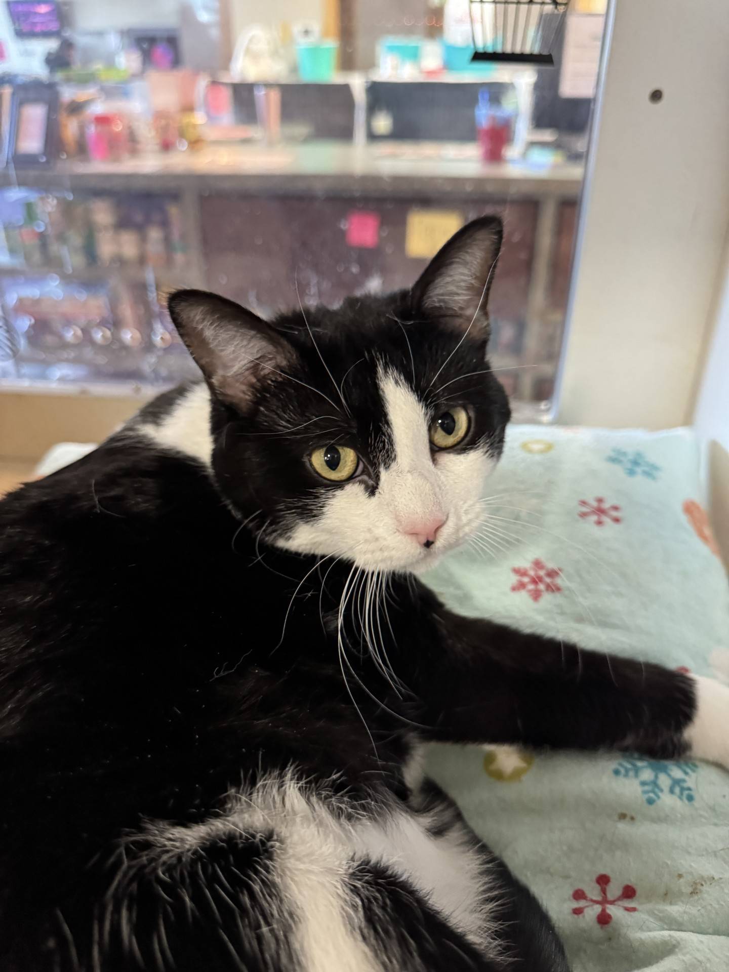 Three-year-old Lucky Girl was rescued from an animal control in southern Illinois where she was at risk of euthanasia. She is affectionate, gentle, and loves when visitors stop and pay attention to her. Lucky Girl enjoys pets and belly rubs even more. She will make a great couch companion. To meet Lucky Girl, email Catadoptions@nawsus.org with any questions or to meet her.  Visit nawsus.org.