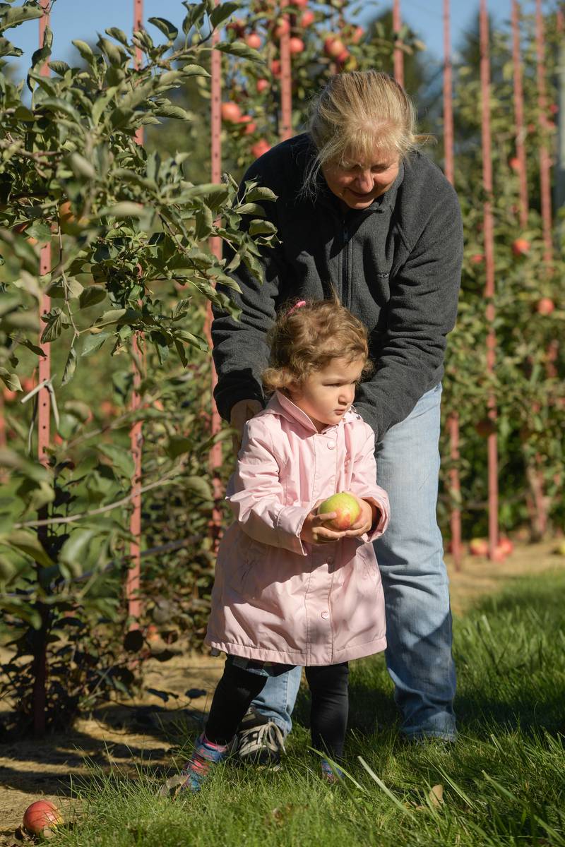 Lisa Lockett of Downers Grove picks apples with her granddaughter Lexie Ruschke, 2 at the Jonamac Orchard in Malta on Wednesday, Sept. 28, 2022.