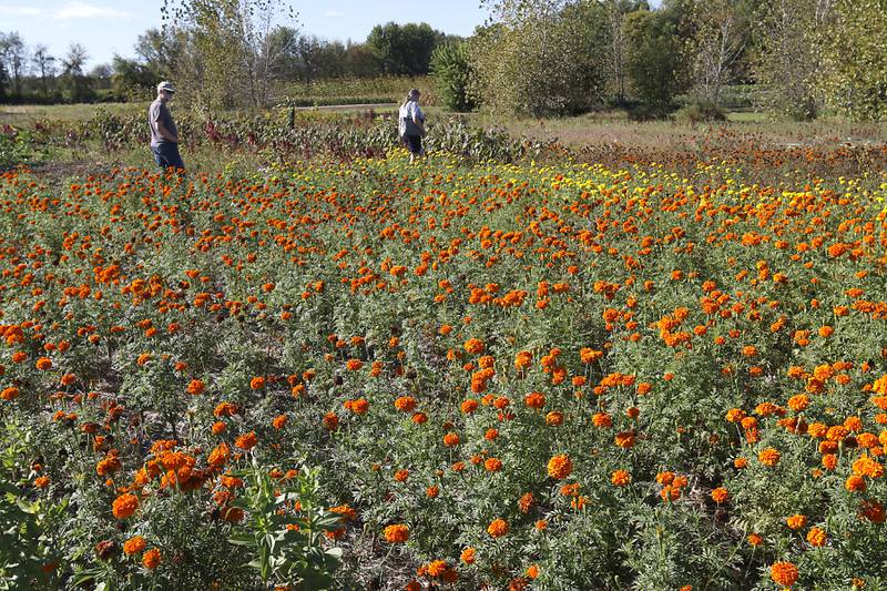 People walk through the flower fields during a stop on the McHenry County Farm Stroll on Sunday, Sept. 29, 2024, at Piscasaw Gardens in Harvard. The farm stroll, a self-guided tour of McHenry County’s family farms, featured farm tours, demonstrations and products for sale at eleven farms.