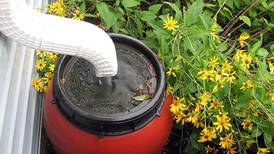 Batavia Plain Dirt Gardeners to talk rain barrels, rain gardens at May meeting
