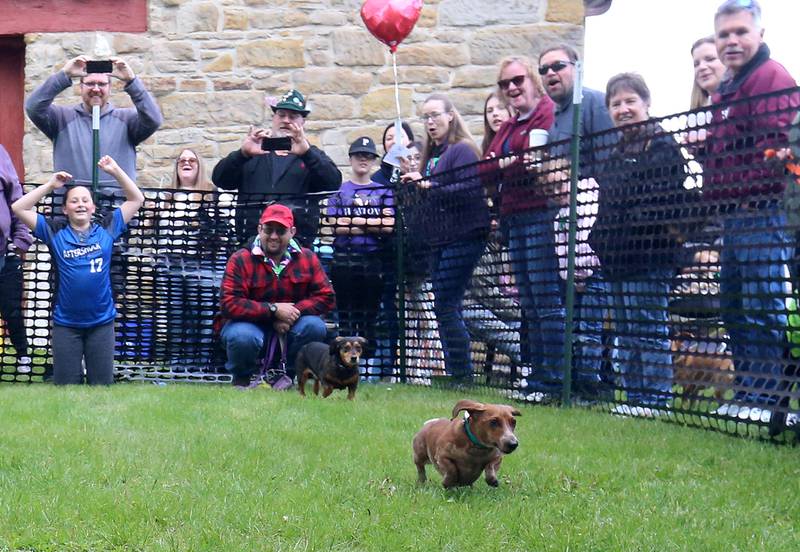 Dachshunds race to the finish line during the Doxie Derby on Saturday, May 2, 2026 next to the La Salle County Historical Society in Utica. The event was part of the Sip 'in' Snip Festival. Around a dozen dogs participated in the races. Proceeds from the event benefited Just Animals Shelter in Mazon.
