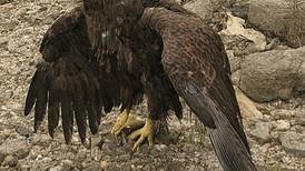 Bald eagles found dead at Starved Rock, in northern DeKalb County