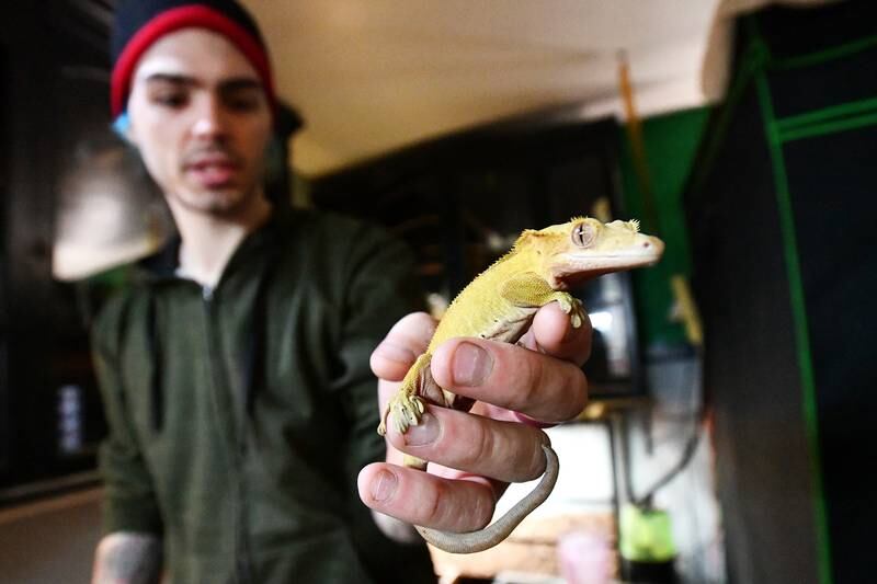 Niko Spizzirri, operator of Spizzirri Reptile Rescue & Rehab, holds surrendered crested gecko Brioche in his Momence home-based rescue facility on March 14, 2024. The nonprofit seeks to provide rescue and rehabilitation for reptiles and other exotics, as well as serve in an educational role to the community.