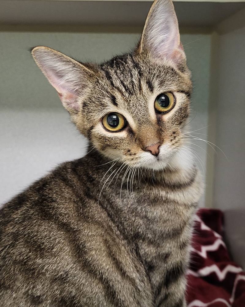 Dr. Stantz is Save-A-Pet's pet of the week for Oct. 17, 2024.
