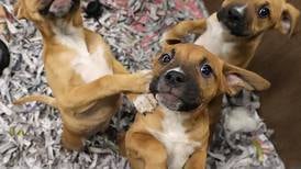 Pints for Pups fundraiser for Tails Humane Society returns May 2