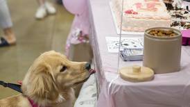 Photos: Sterling Police Department's comfort dog, Millie, celebrates first birthday
