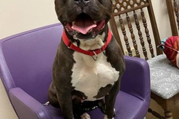 McHenry man found not guilty of starving 2 pit bulls; awaits trial on charges involving 2 other dogs