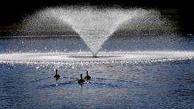 Bird flu confirmed in waterfowl in Woodstock, ‘numerous locations’ in Illinois
