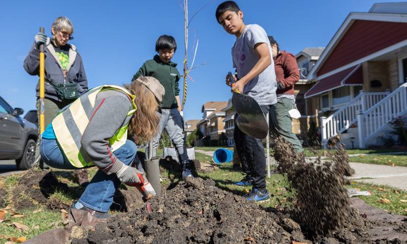 Volunteers join The Berwyn Tree Canopy Initiative to add more trees to Berwyn through a Tree Planters grant received from Open Lands non-profit on Saturday, October 15, 2022.