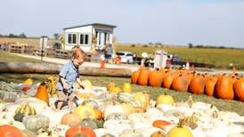 Fall fun is here: Find the perfect pumpkin at these northern Illinois farms