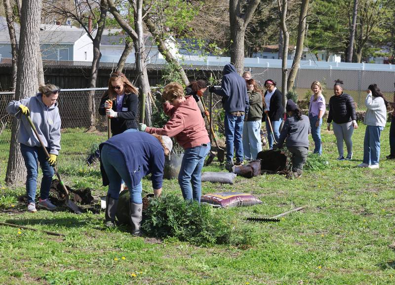Several volunteers plant trees Tuesday, April 21, 2026, during the event at Elder Care Services in DeKalb. Several trees were planted at the location to kick off the DeKalb Township’s 250 Trees for Tomorrow initiative.