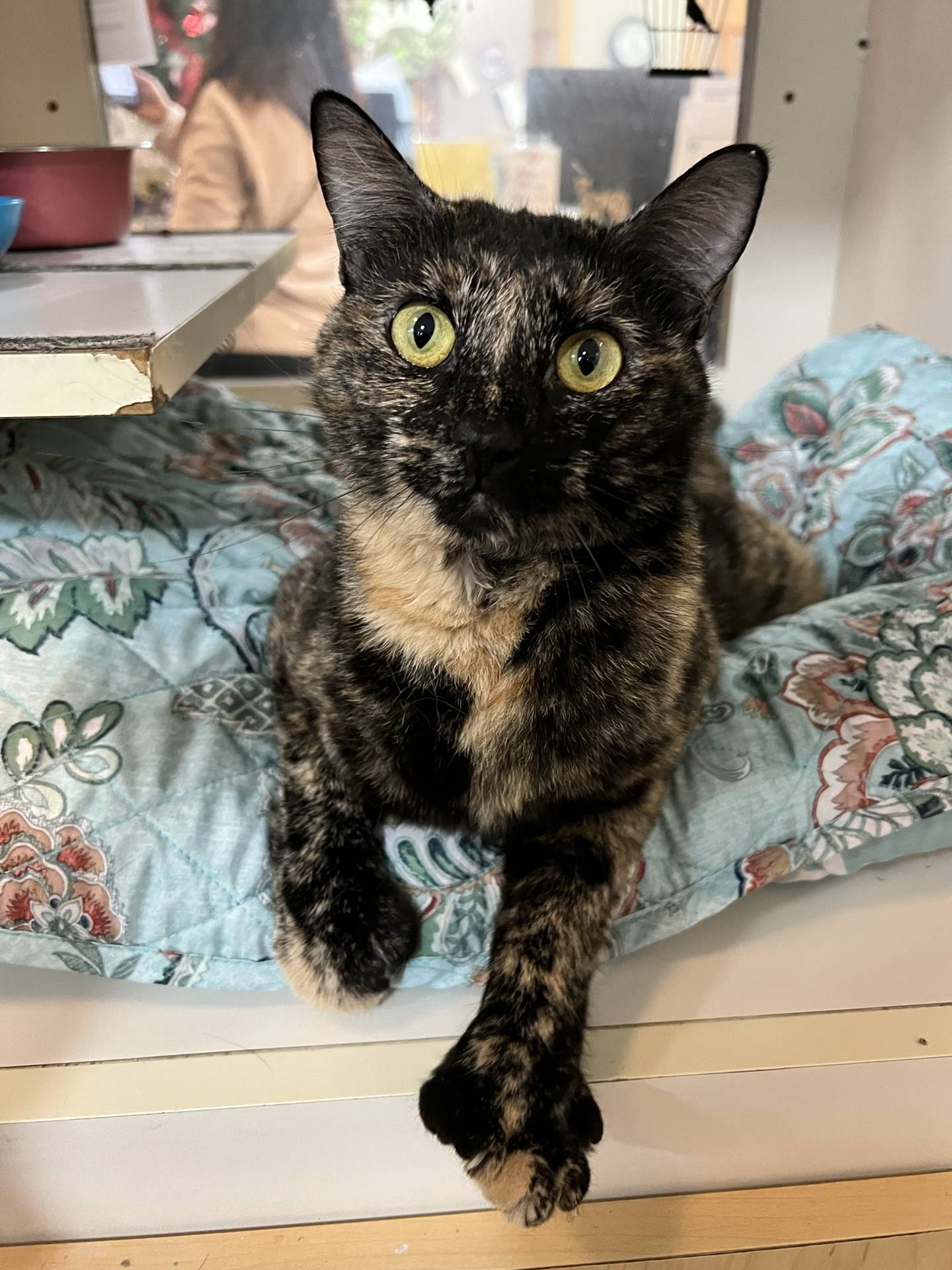 Granola is a 4-year-old tortie that was rescued from a local animal control. She is sweet and social and has a curious nature. She greets visitors, hoping for some pets and attention. She would make cherished companion and couch buddy. To meet Granola, email Catadoptions@nawsus.org. Visit nawsus.org.