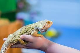 Learn about reptiles April 26 at Starved Rock