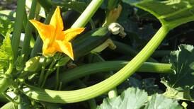 Down the Garden Path: Timing is critical with vegetables