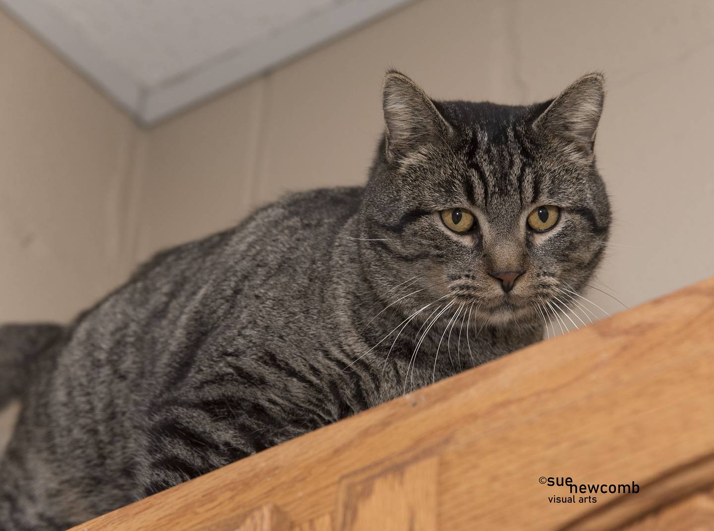 Scott is domestic shorthair who loves attention and follows the staff begging for that attention. He was living outside and needs a nice warm home. Contact the Will County Humane Society at willcountyhumane.com and follow the instructions for the adoption process.