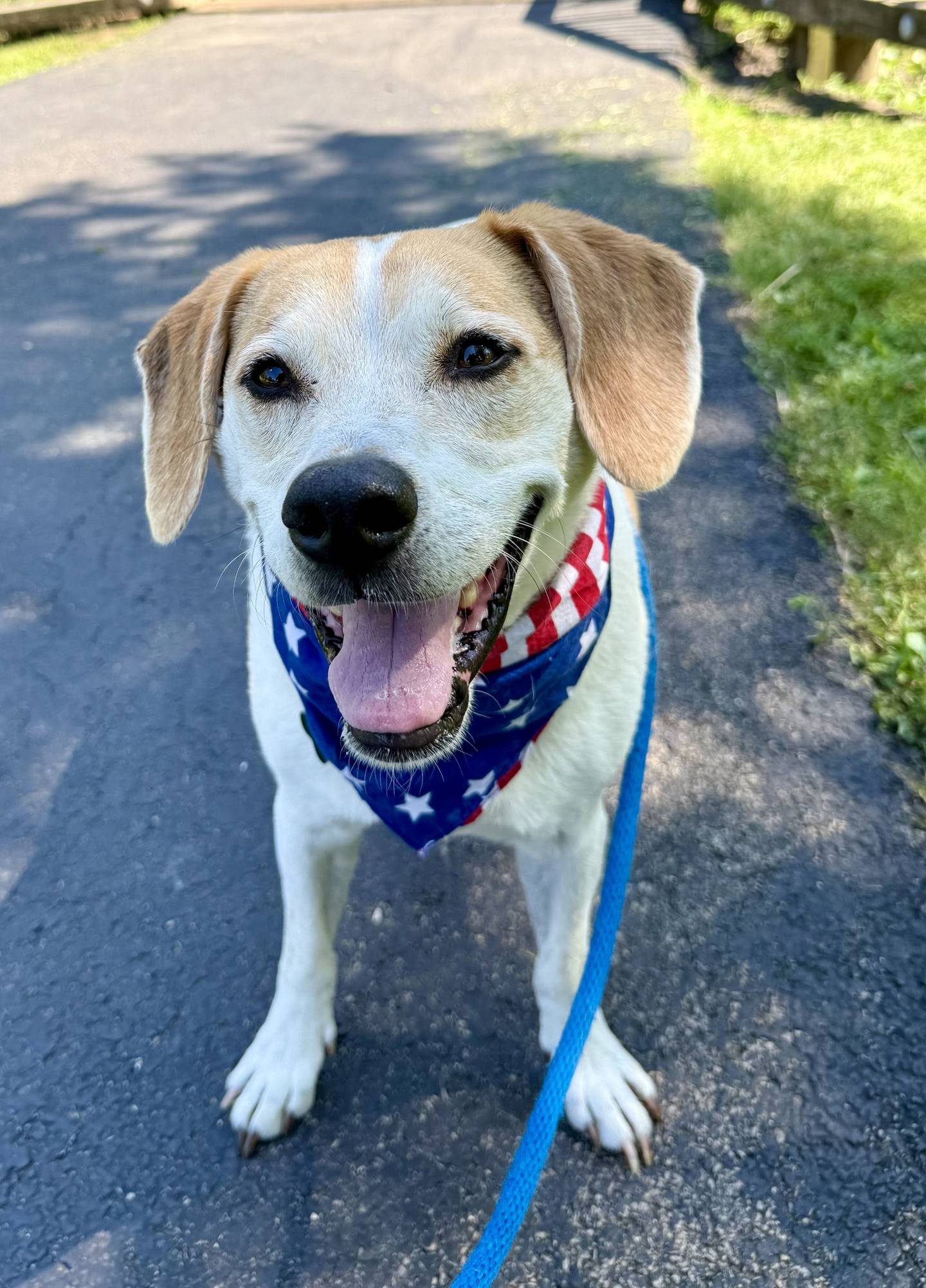 Baldr is a sweet 7-year-old, 45-pound hound mix. Baldr is very chill when he’s with people. He especially loves relaxing in the yard and going on walks with people – Baldr really enjoys walks. Contact the Will County Humane Society at willcountyhumane.com and follow the instructions for the adoption process.