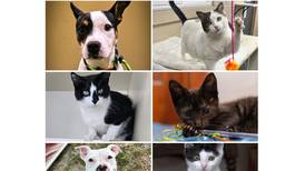 Will County Pets of the Week: Nov. 24, 2025
