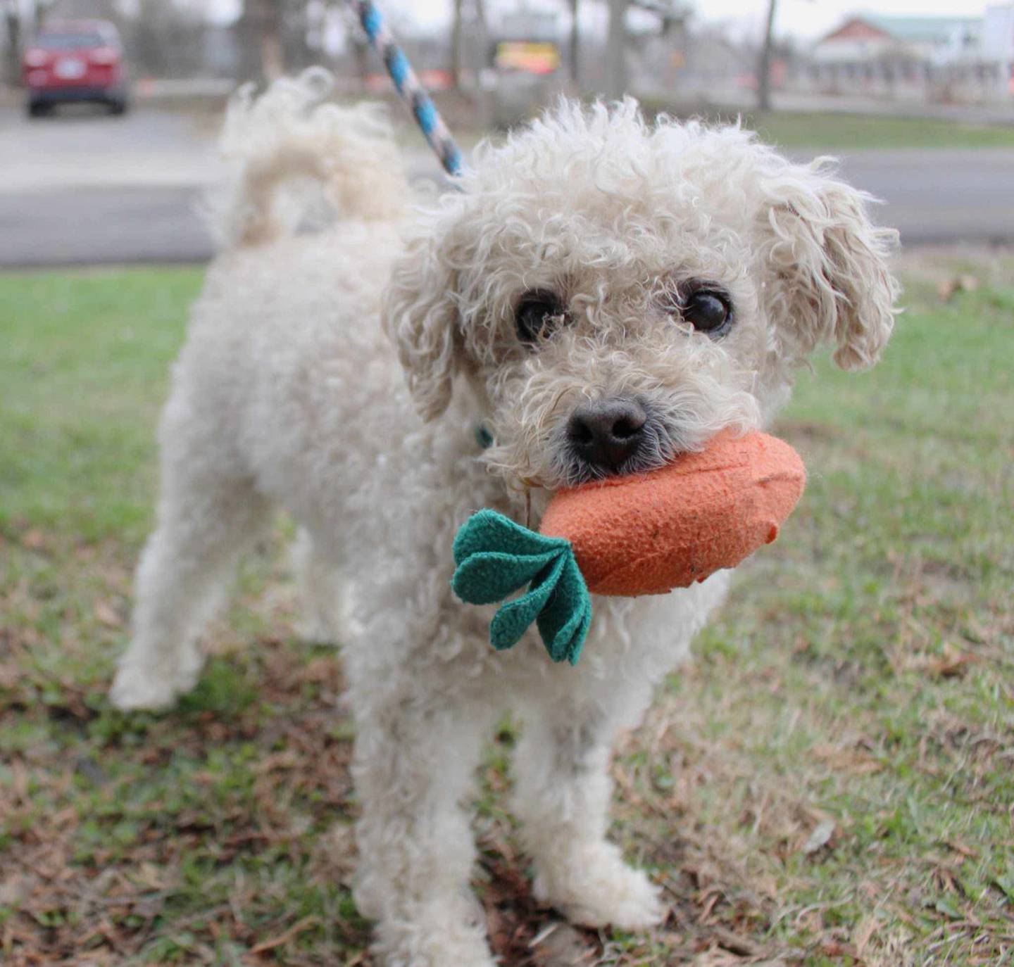 Benji is a 10-year-old, 18-pound poodle mix, who is mostly blind due to his dry eye condition. He requires three eye medications, three times a day. Although Benji can see some shadows and light, he still needs some help navigating. Benji needs a patient home without other dogs and and without children. Contact the Will County Humane Society at willcountyhumane.com and follow the instructions for the adoption process.