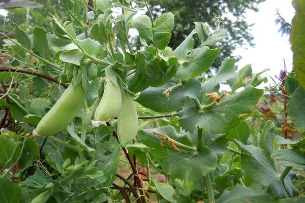 La Salle County Farm Bureau to hold freezer food fundraiser