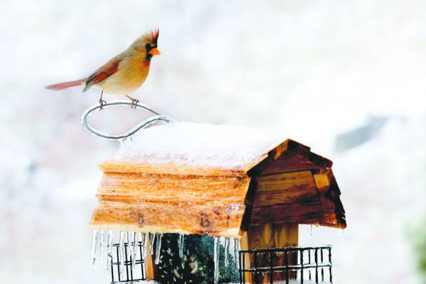 Kane County Audubon Society events set for February