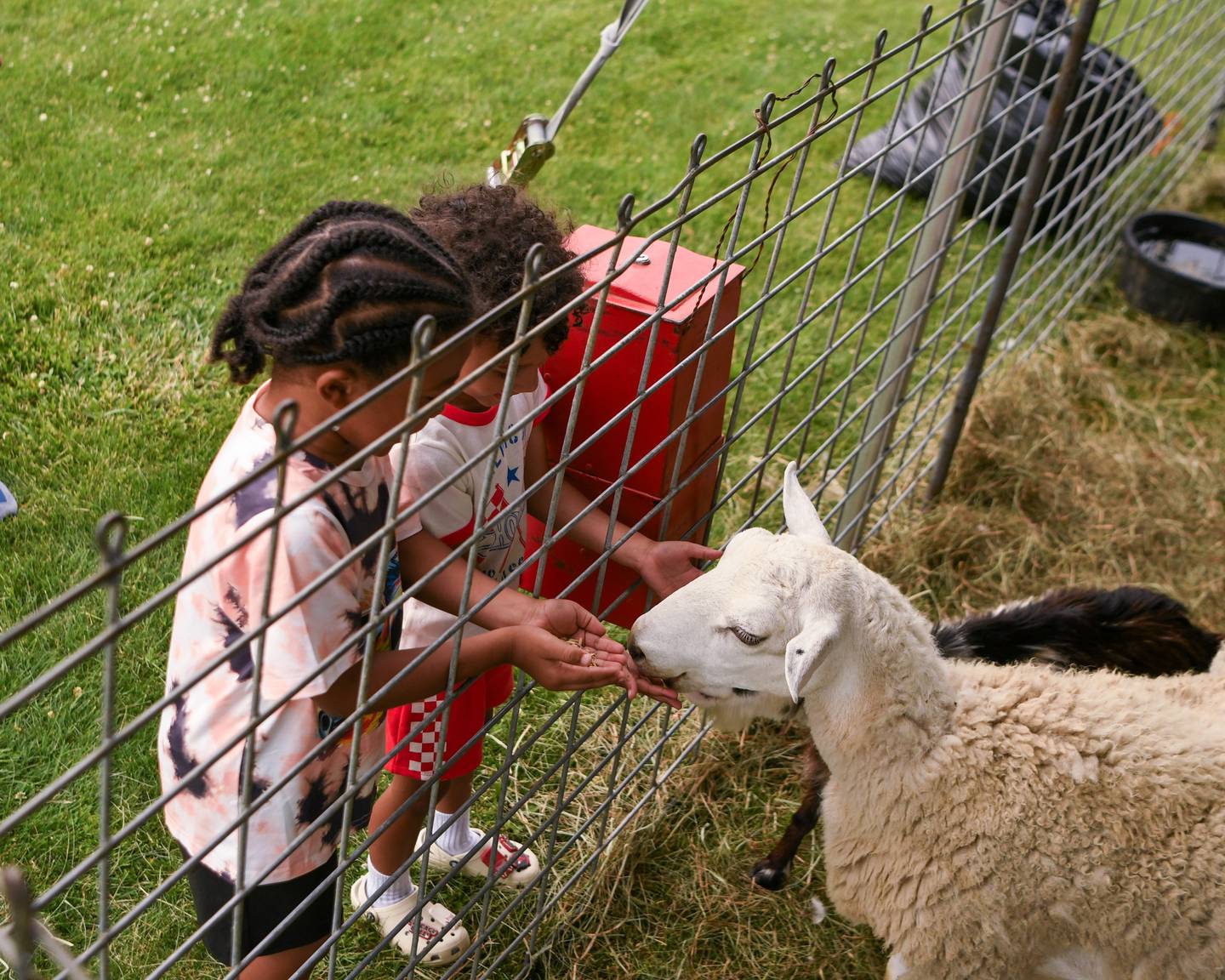 Jaxson Cain, 5, right, and cousin Christopher McGraw 6, both of Oswego, feed the sheep at the petting zoo on Thursday June 12, 2025, during PrairieFest held at PrairieFest Park in Oswego.