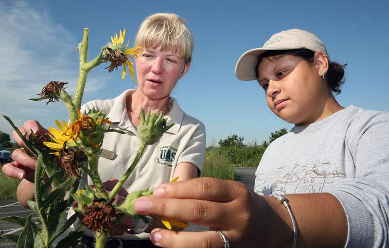 Midewin Horticulturist Jennifer Durkin and Kala Soto Martinez take a close-up look at compass plant at the USDA Forest Service’s Midewin National Tallgrass Prairie. Students can apply through March 14 to be part of the 2022 Youth Conservation Corps for eight weeks this summer at Midewin National Tallgrass Prairie.