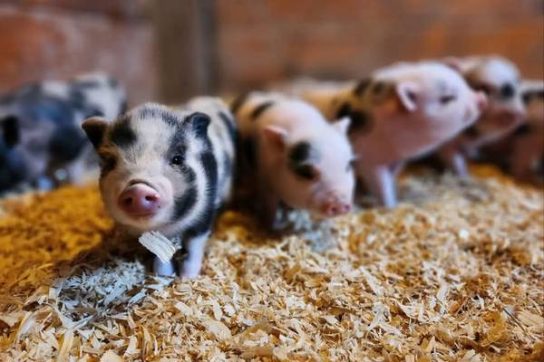 Utica Shop partners with Chicago Pig Rescue for holiday fundraiser