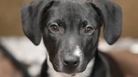 Tails on Tap Bar Crawl to benefit DeKalb County animals in need