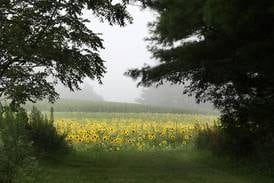 What’s a microforest? Learn more at upcoming DeKalb workshop
