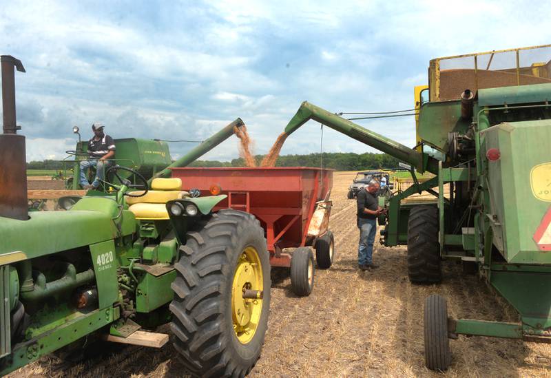 Wheat berries are deposited into a wagon after being cultivated at the Bos Brothers Historical Farm on Saturday, July 26, 2025.