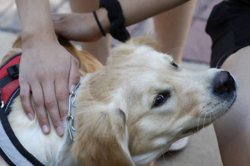 Chance receives pets from Elgin Police explorers during a police therapy dog training session at the Elgin Police Department on Wednesday, June 16, 2021 in Elgin.  Chance, a 5 month old pure bred Golden Retriever in the Elgin Police Department's K-9 therapy dog program under Commander Eric Echevarria, is in the beginning stages of his training as a therapy dog with primary handler officer Craig Arnold and secondary handler officer Linda Williamson.