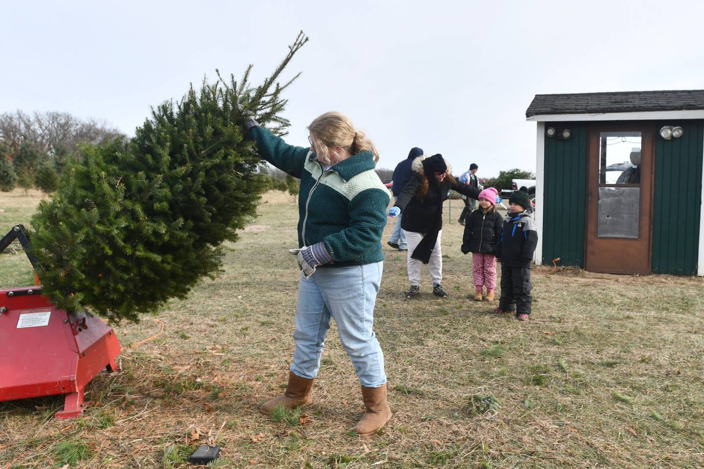 Melissa Berndt and her two children, Addyson, 6, and Maverick, 4, all of Lockport, watch as Alice Gruber prepares their Christmas tree to be baled at Tammen Treeberry Farm in Wilmington on Nov. 30, 2024. The Berndts began their tradition of coming to Tammen for a tree when Addyson was a baby.