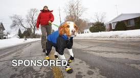 Tips For Keeping Furry Friends Healthy Through Illinois Winters