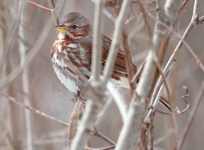 A sparrow perches in a tree to survey the snow Monday, March 16, 2026, at County Farm Woods Park in DeKalb. A March snowfall covered DeKalb County in about six inches of the white stuff Sunday night into Monday.