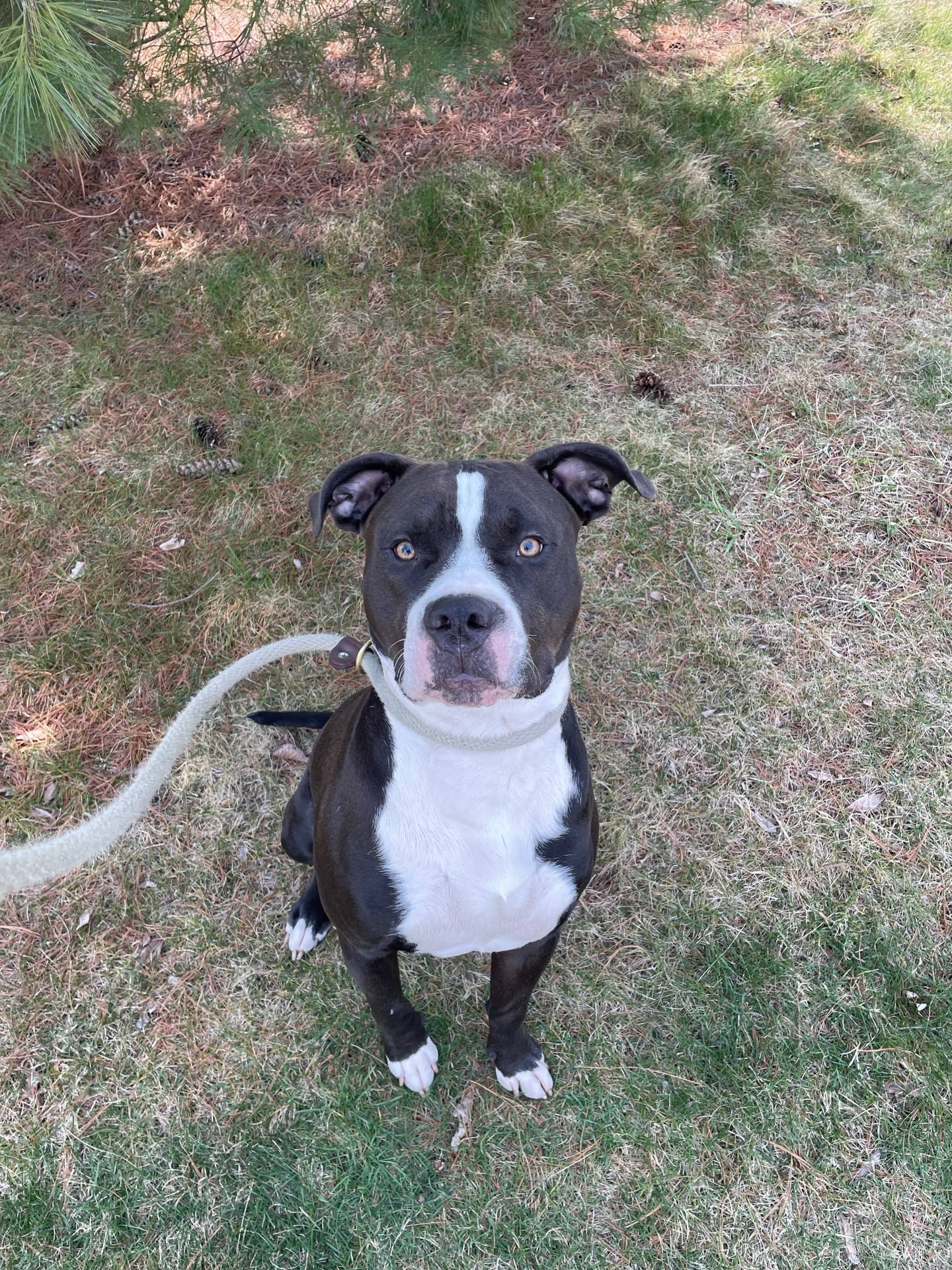 Penguin is an 11-month-old affectionate and loving terrier that came to NAWS emaciated and in need of care. He has gained weight, feels much better and is ready for a forever home. He needs an adult-only home as he is young and still learning his strength and size. He walks well on a leash.  To meet Penguin, email Dogadoption@nawsus.org. Visit nawsus.org.