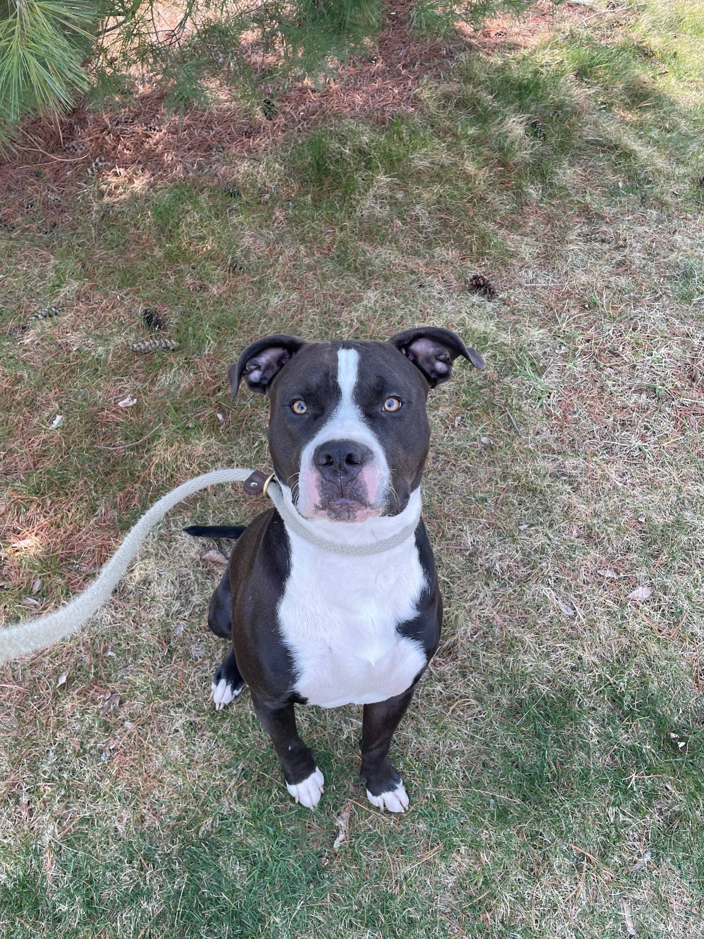 Penguin is an 11-month-old affectionate and loving terrier that came to NAWS emaciated and in need of care. He has gained weight, feels much better and is ready for a forever home. He needs an adult-only home as he is young and still learning his strength and size. He walks well on a leash.  To meet Penguin, email Dogadoption@nawsus.org. Visit nawsus.org.