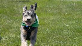 Photos: The 7th Annual VetBros Charity Dog Show in Carol Stream
